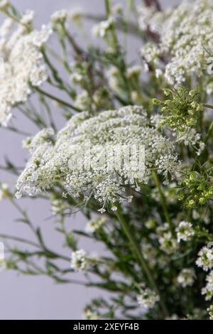 Strauß weißer Blumen auf weißem Hintergrund. Wilde Karotte und Schafgarbe. Einfache Sommerblume. Naturflora ästhetisch. Blütenknospe. Blumig botanisch. Minimalistischer Style. Stockfoto