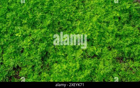 Nahaufnahme einer jungen Karottenpflanze, die in einem Garten wächst (Daucus carota) Stockfoto