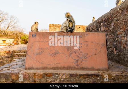 Graue Schlangenaffen (Semnopithecus entellus) am Eingang zum Ranthambhore Fort, Ranthambore Nationalpark, Rajasthan, Nordindien Stockfoto