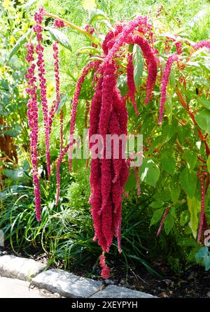 Lange und rote Blüten von Amaranthus caudatus, auch bekannt als Love-Lies-bluten Stockfoto