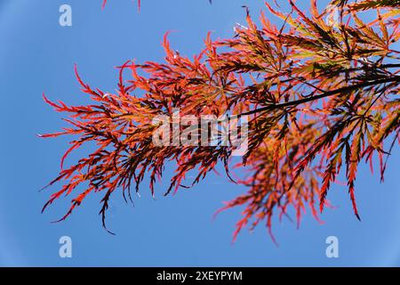 Wunderschöne winzige rote Blätter des japanischen Threadleaf-Ahornbaums 'Inaba-Shidare' vor dem blauen Himmel Stockfoto