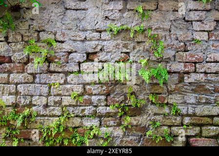 Alte abgenutzte und verwitterte Ziegelwand mit Farnen, Charleston South Carolina USA Stockfoto