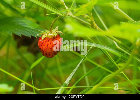 Wilde Erdbeeren Foto, das ich während eines Tages in den Bergen gemacht habe Stockfoto