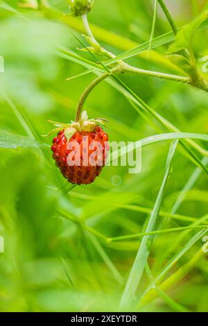 Wilde Erdbeeren Foto, das ich während eines Tages in den Bergen gemacht habe Stockfoto