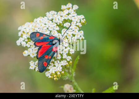 Zygaena transalpina. Eine Motte aus der Familie Zygaenidae. Stockfoto