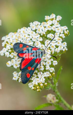 Zygaena transalpina. Eine Motte aus der Familie Zygaenidae. Stockfoto