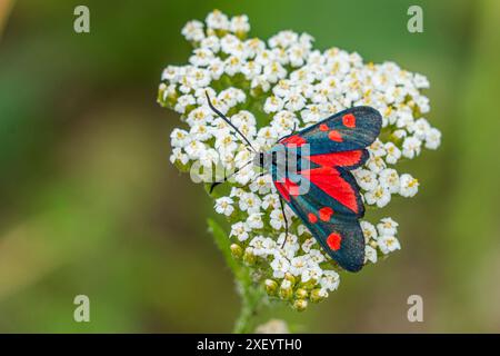 Zygaena transalpina. Eine Motte aus der Familie Zygaenidae. Stockfoto