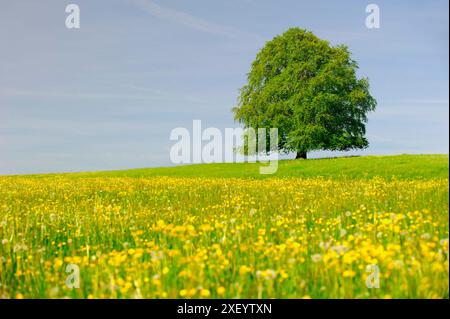 Buche als Einzelbaum eine prächtige Buche steht als Einzelbaum auf einem Hügel *** Buche als einzelner Baum Eine prächtige Buche steht als einzelner Baum Stockfoto