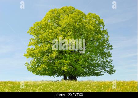 Buche als Einzelbaum eine prächtige Buche steht als Einzelbaum auf einem Hügel *** Buche als einzelner Baum Eine prächtige Buche steht als einzelner Baum Stockfoto