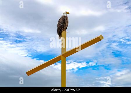 Ein amerikanischer Weißkopfadler (Haliaeetus leucocephalus), der auf einem goldenen Kirchenkreuz in Minneapolis, Minnesota, thront. Stockfoto