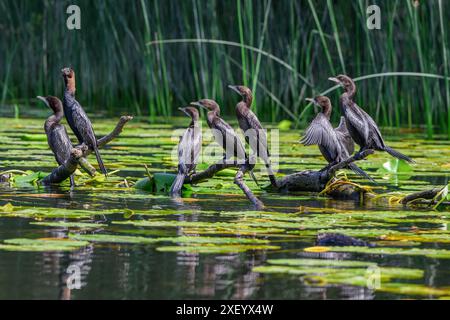Eine Gruppe von Kormoranvögeln am Skadar-See in Montenegro Stockfoto