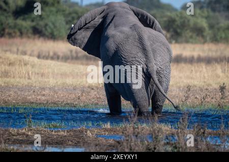 Bulle Afrikanischer Elefant Loxodonta africana) Stockfoto