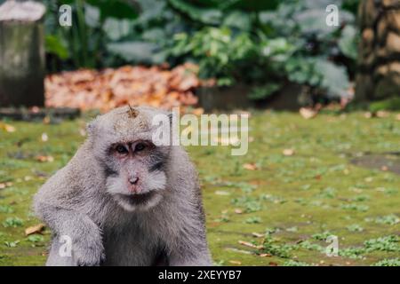Ein genauer Blick auf einen Affen in einem Wald auf Bali Stockfoto