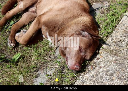 Erwachsener Labrador-Hund schläft auf dem Boden in einem Garten. Süßer brauner Hund, der auf der Sonne ruht. Happy PET's Life Konzept. Stockfoto