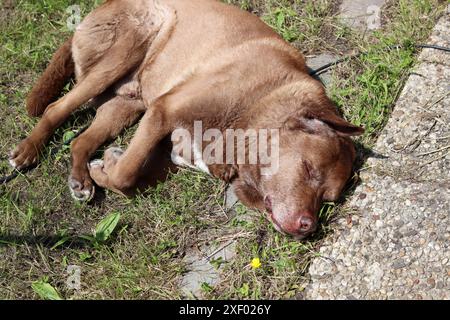 Erwachsener Labrador-Hund schläft auf dem Boden in einem Garten. Süßer brauner Hund, der auf der Sonne ruht. Happy PET's Life Konzept. Stockfoto