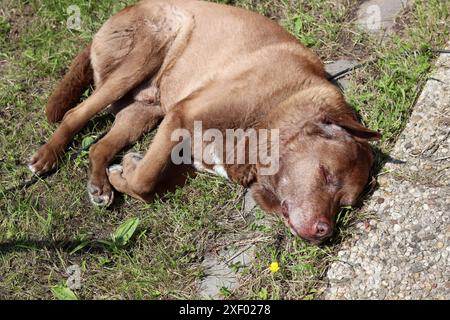 Erwachsener Labrador-Hund schläft auf dem Boden in einem Garten. Süßer brauner Hund, der auf der Sonne ruht. Happy PET's Life Konzept. Stockfoto