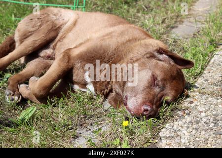 Erwachsener Labrador-Hund schläft auf dem Boden in einem Garten. Süßer brauner Hund, der auf der Sonne ruht. Happy PET's Life Konzept. Stockfoto