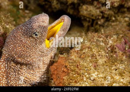 Mosambik, Inhambane, Tofo, Yellowmouth Moray, (Gymnothorax Nudivomer) Stockfoto