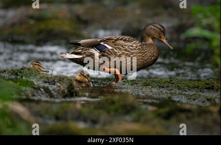 Weibliche Mallard-Ente, die Junge bewacht, Fluss Teifi, Cenarth. Stockfoto