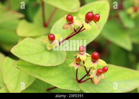 Rote Beeren von Johanniskraut (Hypericum perforatum) Nahaufnahme. Sommergarten mit Details. Abstrakter Naturhintergrund. Stockfoto