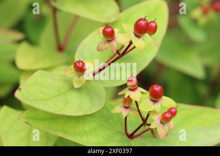 Rote Beeren von Johanniskraut (Hypericum perforatum) Nahaufnahme. Sommergarten mit Details. Abstrakter Naturhintergrund. Stockfoto