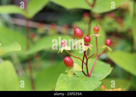 Rote Beeren von Johanniskraut (Hypericum perforatum) Nahaufnahme. Sommergarten mit Details. Abstrakter Naturhintergrund. Stockfoto