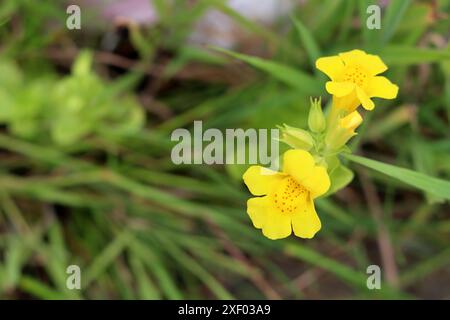 Nahaufnahme von kleinen gelben Blüten auf unscharfem grünem Hintergrund mit Kopierraum. Blühende Butterblume (Ranunkulus acris). Stockfoto