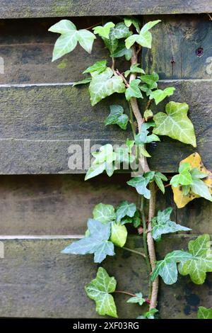 Grüner Efeu klettert auf alte Holzwand, Detail einer Pflanze Stockfoto