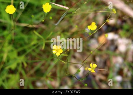 Nahaufnahme von kleinen gelben Blüten auf unscharfem grünem Hintergrund mit Kopierraum. Blühende Butterblume (Ranunkulus acris). Stockfoto