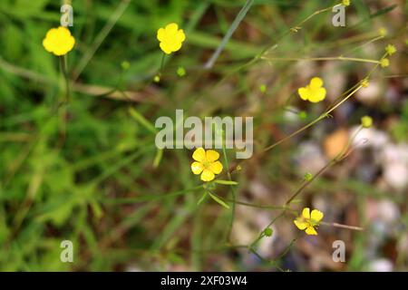 Nahaufnahme von kleinen gelben Blüten auf unscharfem grünem Hintergrund mit Kopierraum. Blühende Butterblume (Ranunkulus acris). Stockfoto