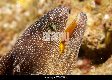 Mosambik, Inhambane, Tofo, Yellowmouth Moray, (Gymnothorax Nudivomer) Stockfoto