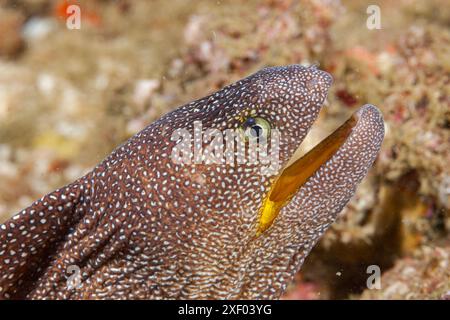 Mosambik, Inhambane, Tofo, Yellowmouth Moray, (Gymnothorax Nudivomer) Stockfoto