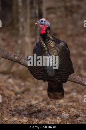 Tom turkey an einem Märzabend im Norden von Wisconsin. Stockfoto