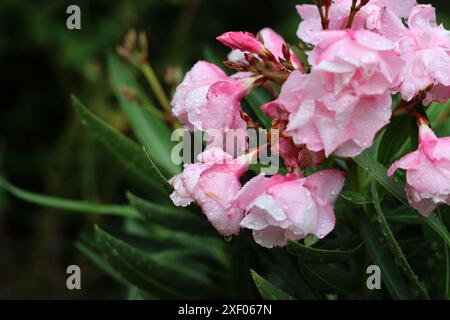 Rosafarbene Oleanderblüten mit Tropfen auf den Blütenblättern. Nahaufnahme einer wunderschönen Gartenpflanze. Stockfoto