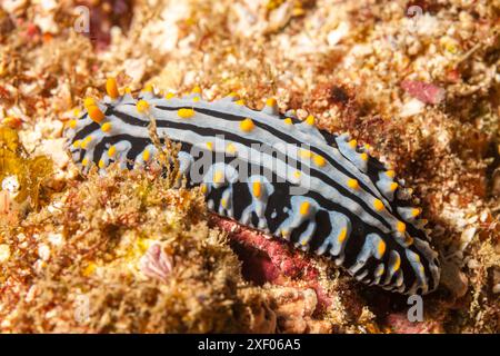 Mosambik, Inhambane, Tofo, Nacktschnecke, Sea Slug (Phyllidia, sp) Stockfoto