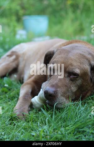 Porträt eines braunen Hundes auf dem Hintergrund eines rosa Holzhauses. Sommerspaß-Konzept. Stockfoto