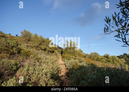 Mediterrane Macchia, Puig de Randa, Algaida, Mallorca, Balearen, Spanien. Stockfoto