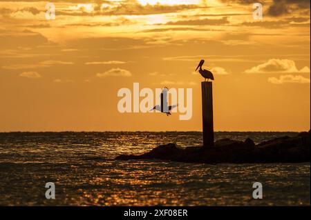 Pelikane bei Sonnenuntergang Stockfoto