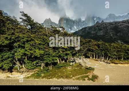 Südlicher Buchenwald, -Lenga-, Nothofagus pumilio, El Chalten, Los Glaciares Nationalpark, republica Argentina, Patagonien, Südamerika. Stockfoto