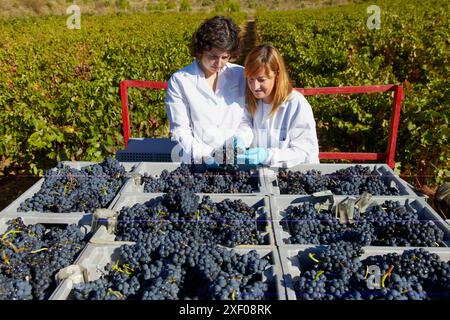 TECNALIA-Forscher, die zum Zeitpunkt der Ernte in den Weinbergen von Bodegas Baigorri, Vintage, Tempranillo Traube, Stockfoto