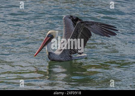 Pelikan schwimmt im Ozeanwasser und dehnt seine Flügel aus Stockfoto