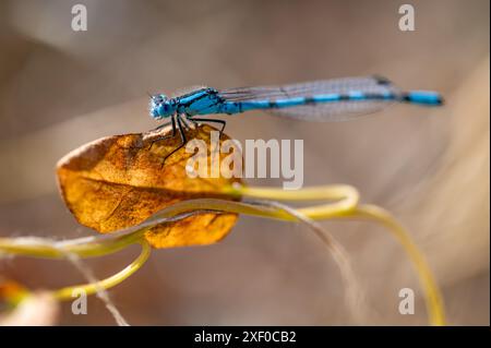 Detail einer zarten blauen Libelle (Enallagma cyathigerum), die auf einem Blatt thront Stockfoto