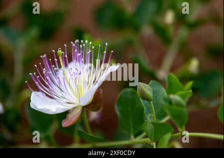 Detail einer wilden Kaperblume Stockfoto