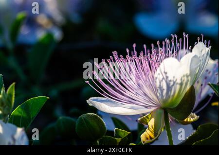 Detail einer wilden Kaperblume Stockfoto