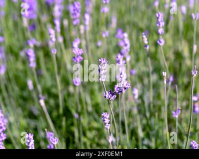 Englischer Lavendel blüht in einem Garten mit selektivem Fokus Stockfoto