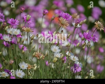 Xerochrysum bracteatum, allgemein bekannt als die goldene ewige oder Erdbeere Helichrysum bracteatum Stockfoto