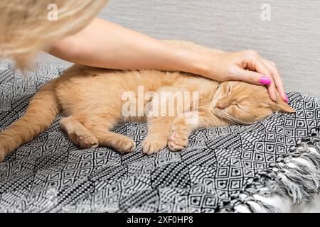 Die Hand der Frau streichelt eine schlafende Katze, Nahaufnahme. Pflege einer Hauskatze. Liebe Katzen. Hochwertige Fotos Stockfoto