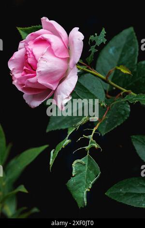 Nahaufnahme von vielen Sägefliegenlarven, die die Ränder von Rosenblättern fressen. Tagsüber, im Sommer. Stockfoto