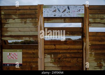 Vogelbeobachtung in Estany Pudent, Formentera, Pitiusas-Inseln, Balearen, Spanien. Stockfoto