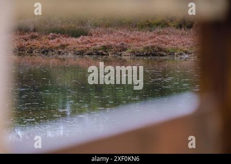 Vogelbeobachtung in Estany Pudent, Formentera, Pitiusas-Inseln, Balearen, Spanien. Stockfoto